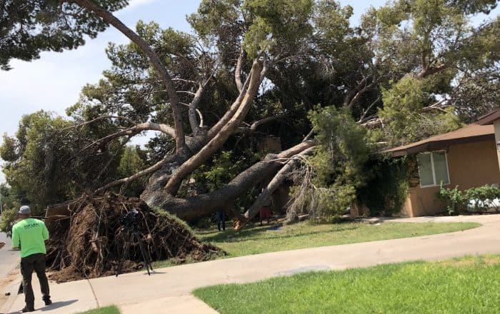 man pruning a tree