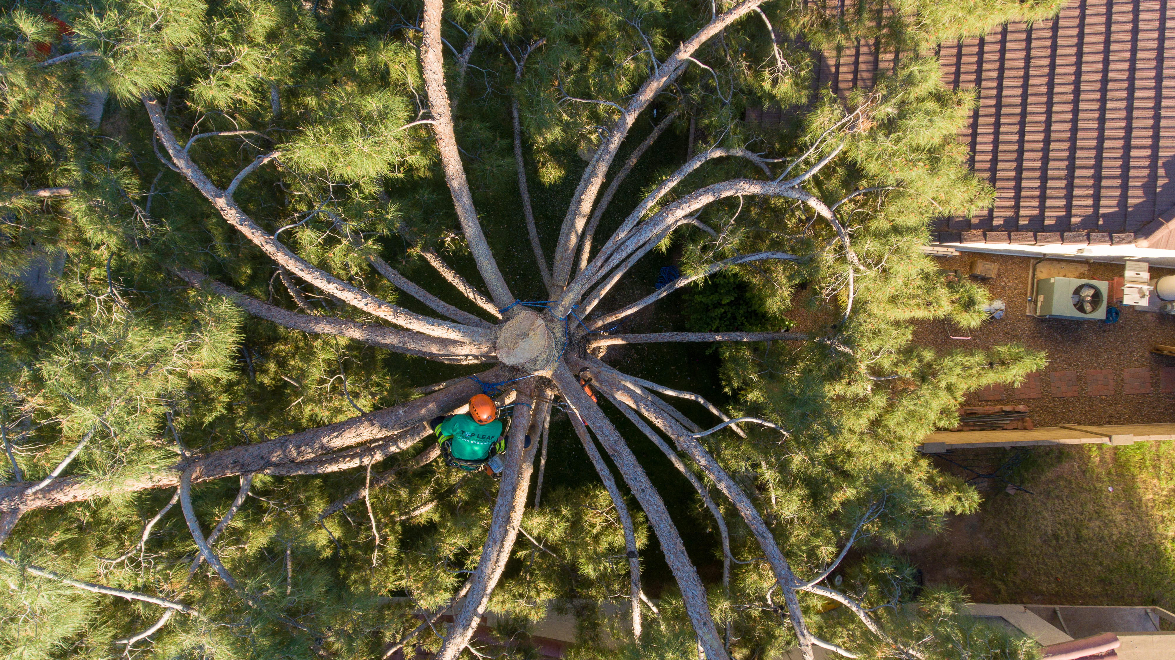 man pruning a tree