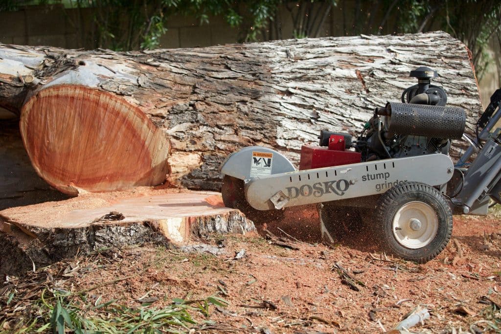 man pruning a tree